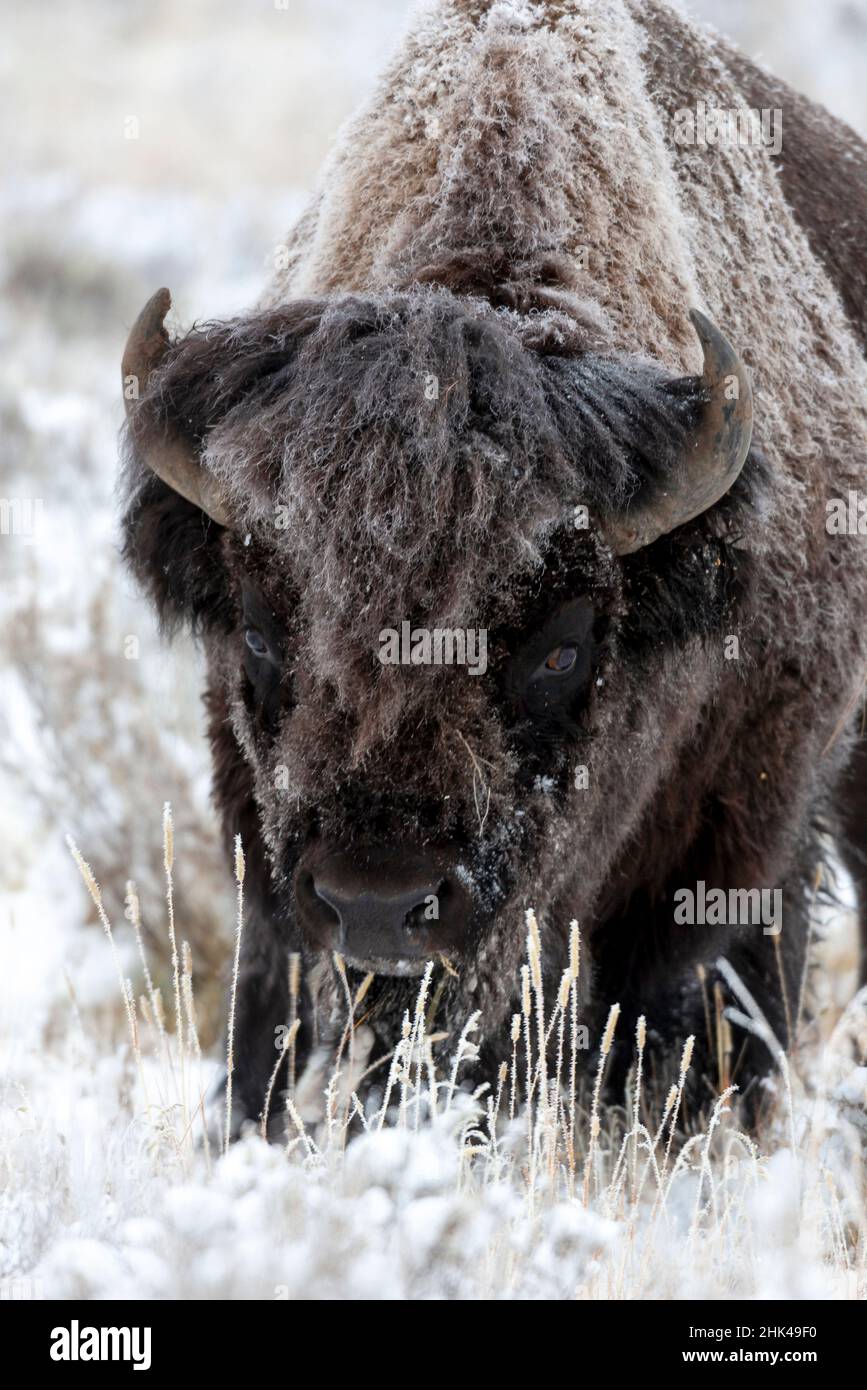 Yellowstone national park frost hi-res stock photography and images - Alamy