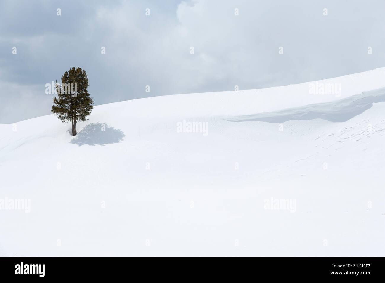 Yellowstone National Park, Lamar Valley. A lone trees standing out in the snowy landscape. Stock Photo