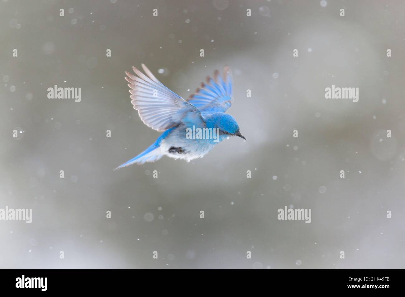 Yellowstone National Park, a male mountain bluebird hovers above a stream in a snowstorm looking for insects. Stock Photo