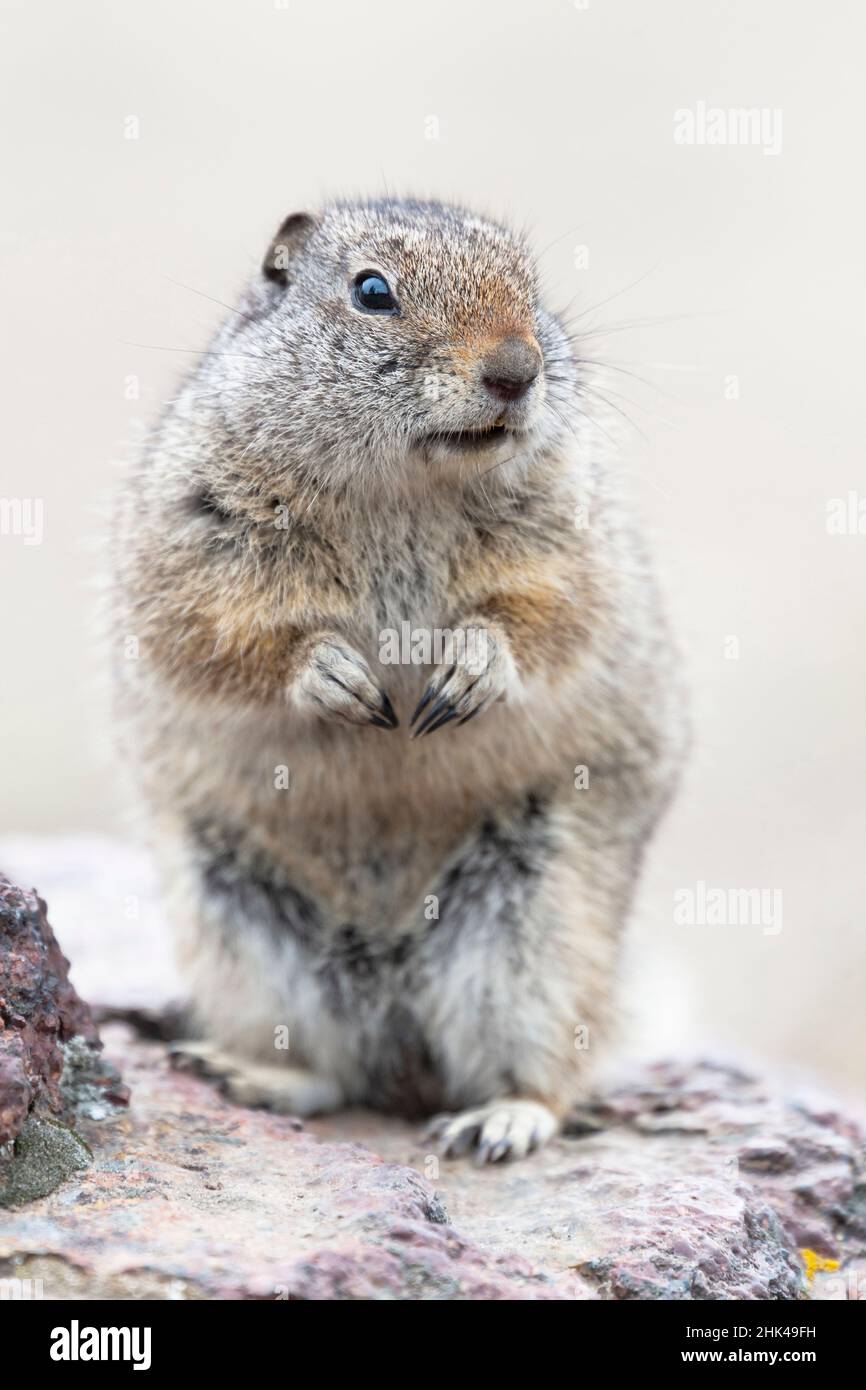 Yellowstone National Park, Richardson's ground squirrel Stock Photo - Alamy