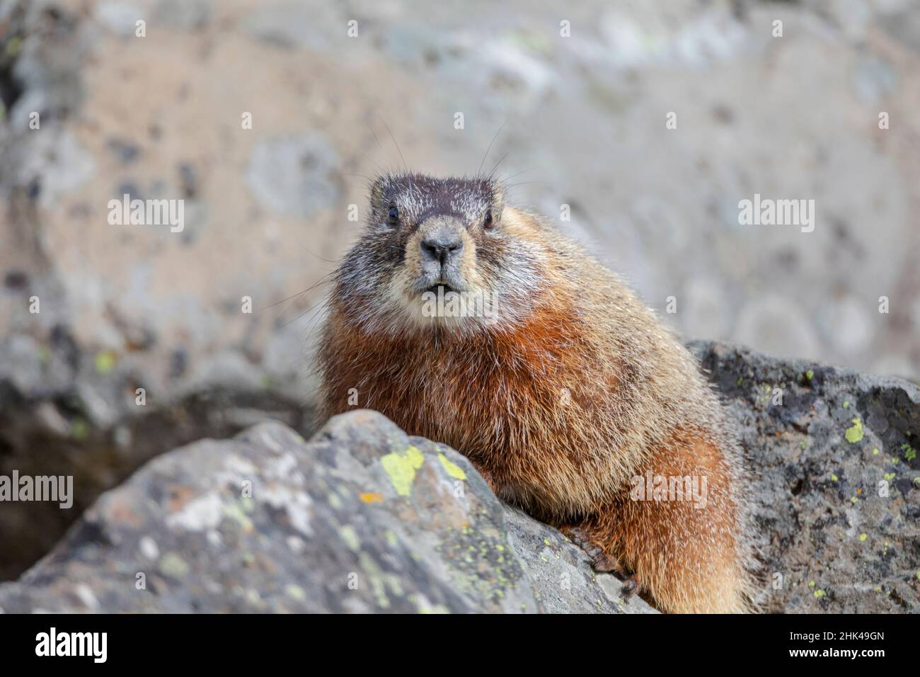 Yellowstone National Park, yellow-bellied marmot posing on a rock. Stock Photo