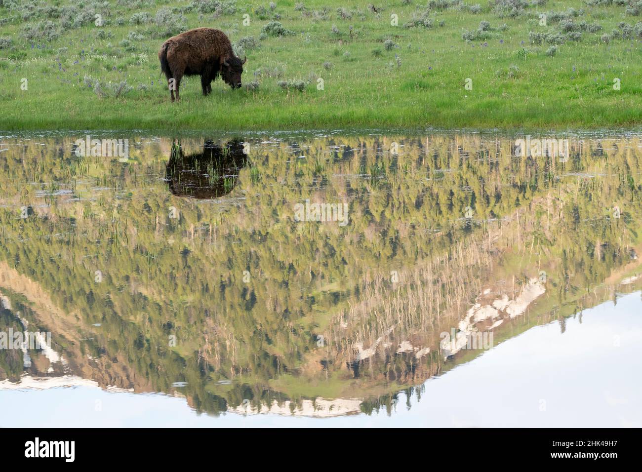 Bison Spring Background Yellowstone National Park, Lamar Valley. American bison is enjoying the ...