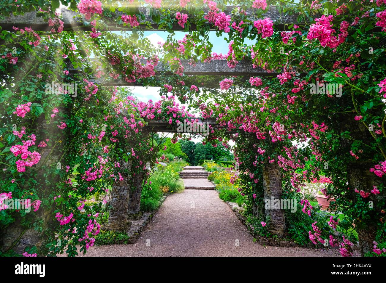 Pink roses entwined around pavilion on summer day Stock Photo
