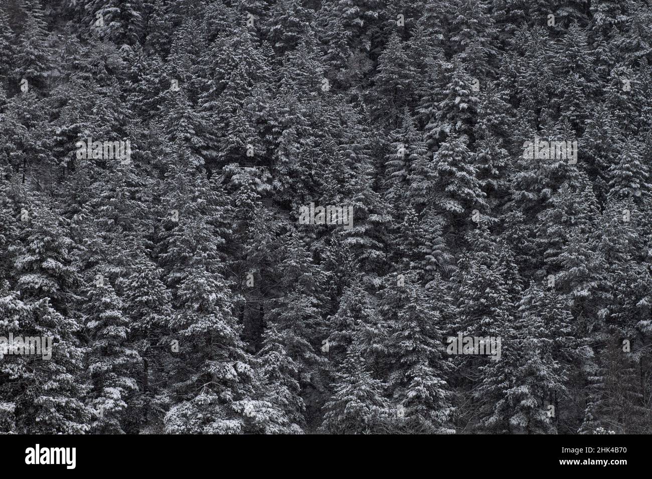 Bog pine (Pinus Mugo) forest after a snow storm in the mountain Stock Photo