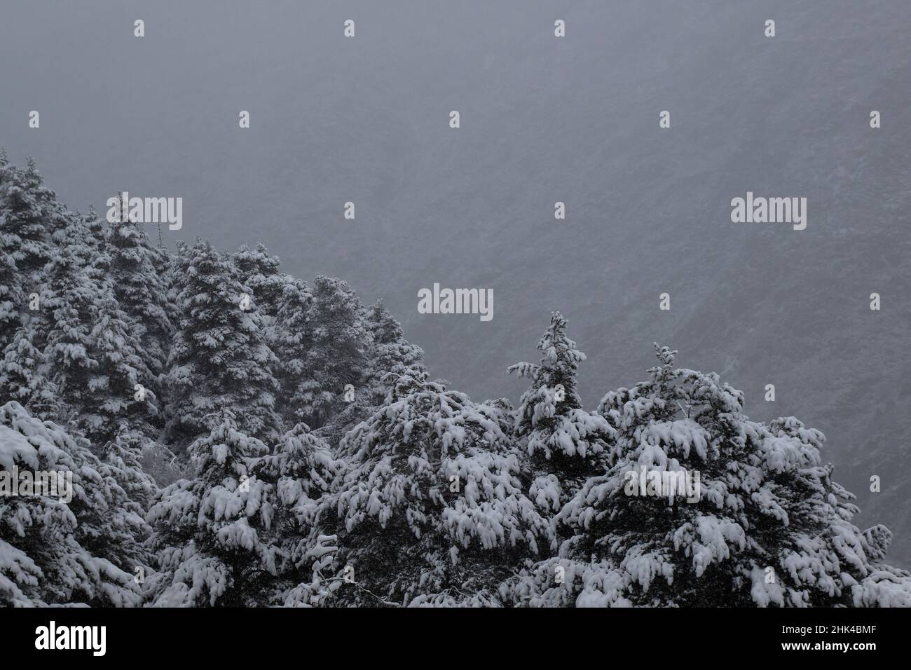 Bog pine (Pinus Mugo) forest under a snow storm in the mountain Stock Photo