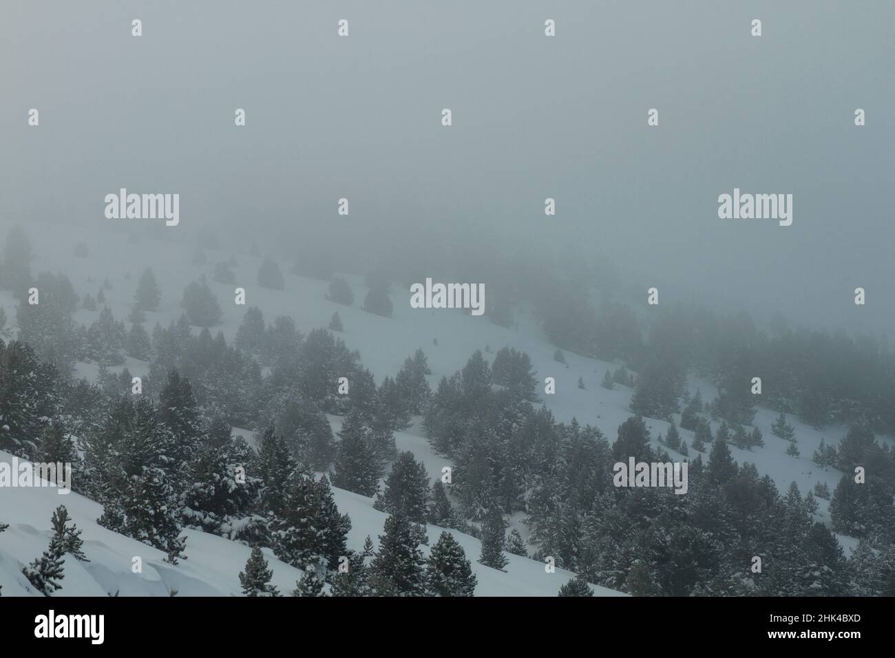 Bog pine (Pinus Mugo) forest under a snow storm in the mountain Stock Photo
