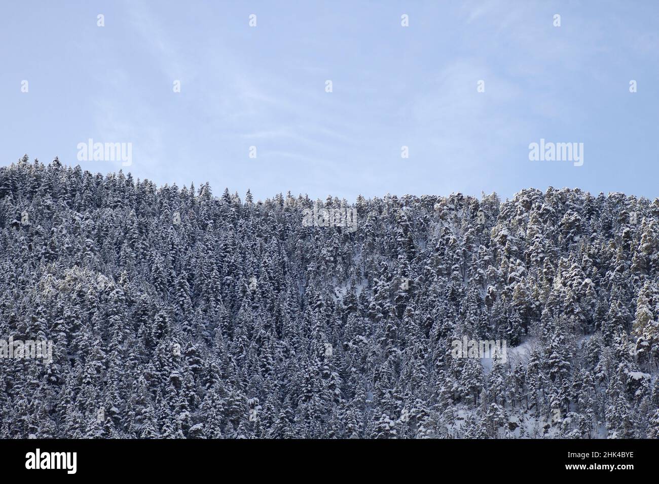 Bog pine (Pinus Mugo) forest after a snow storm in the mountain Stock Photo