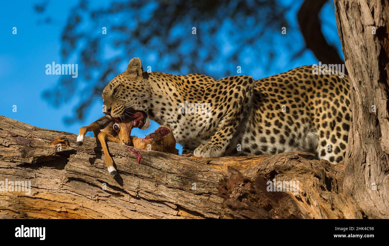BOTSWANA: The impala's eyes popped out of its skull as the leopard bit down. EYE-POPPING pictures of an impala captured by a leopard have been capture Stock Photo
