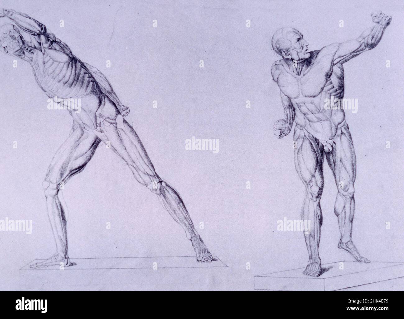 Anatomical drawings by French artist Alphonse Perrin, 1900s Stock Photo