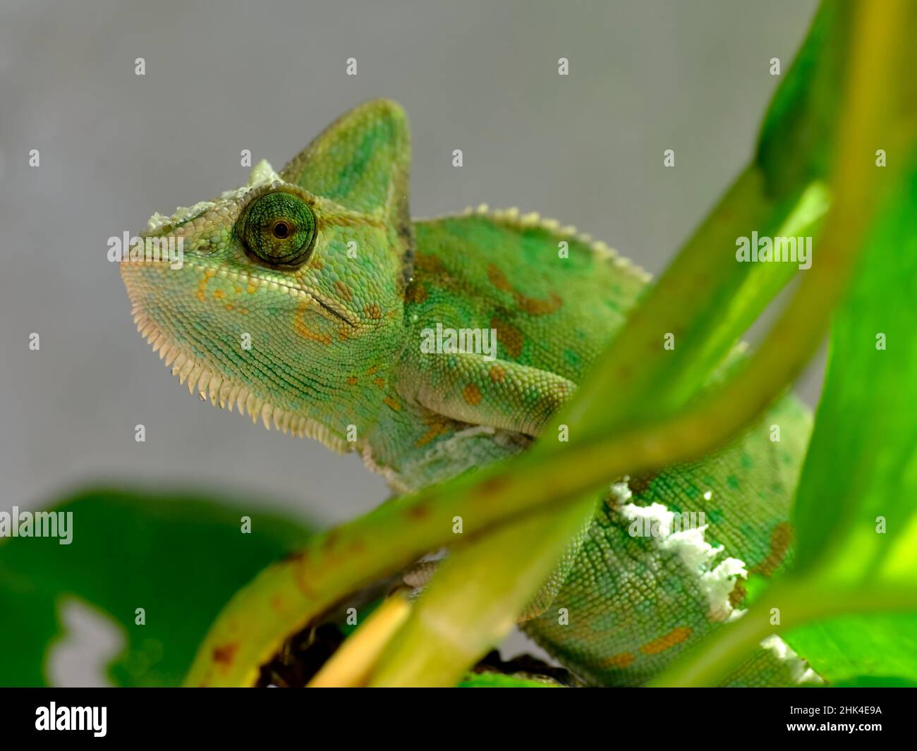 Closeup of veiled chameleon (Chamaeleo calyptratus) among plants is a species of chameleon native to the Arabian Peninsula in Yemen and Saudi Arabia Stock Photo
