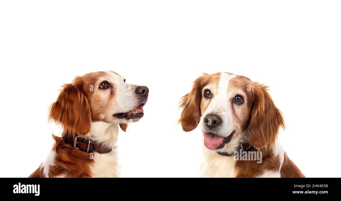 Beautiful portrait of two dogs isolated on a white background Stock Photo