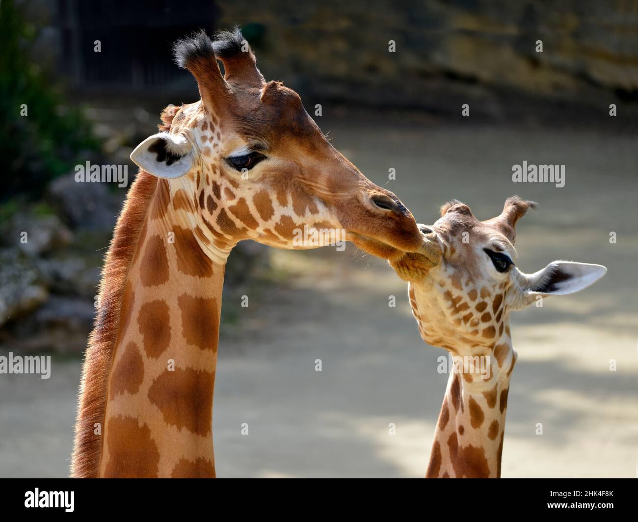 Young giraffe (Giraffa camelopardalis) kissing the muzzle of the female Stock Photo