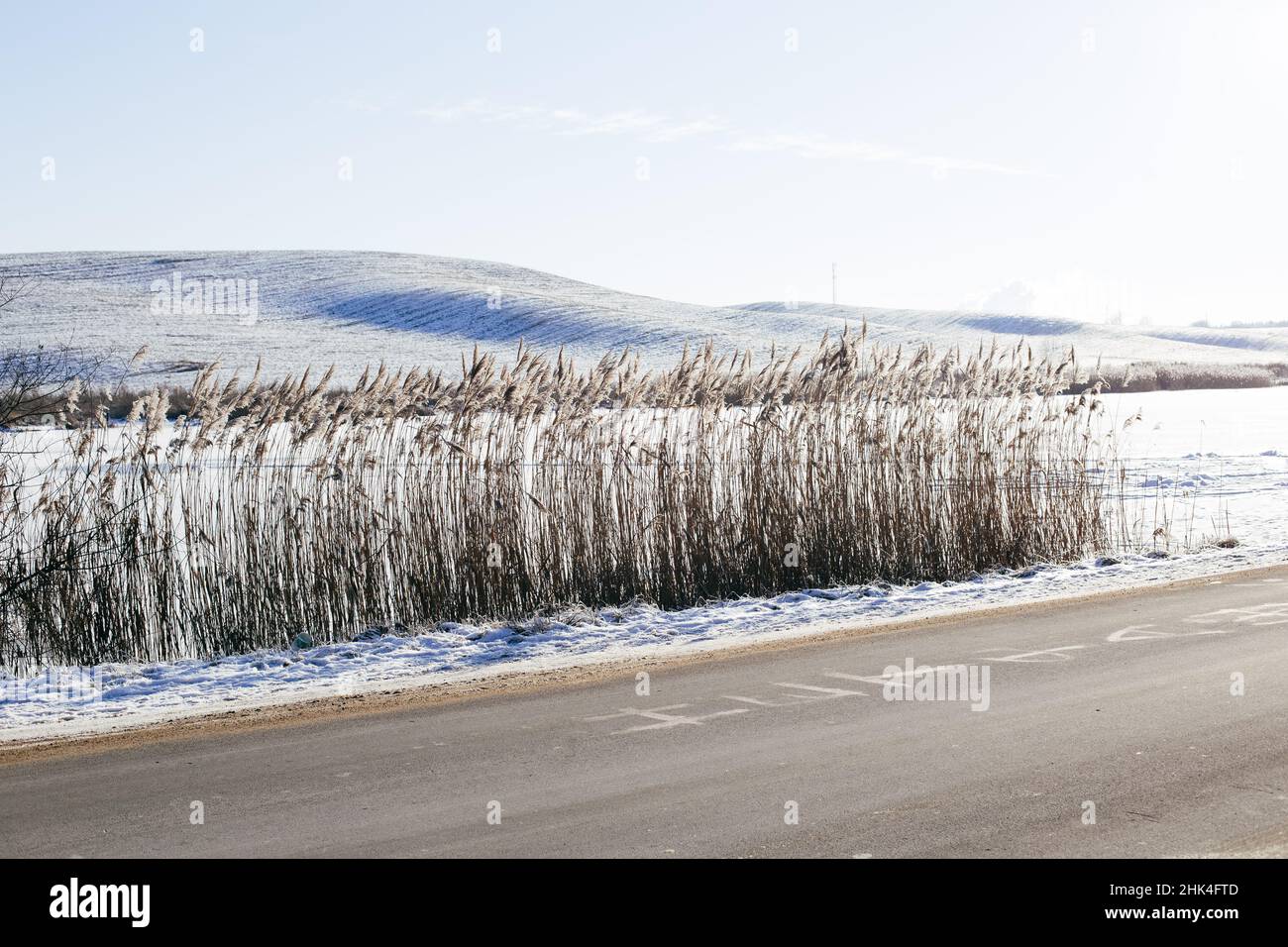 Snow field evergreen trees hi-res stock photography and images - Alamy