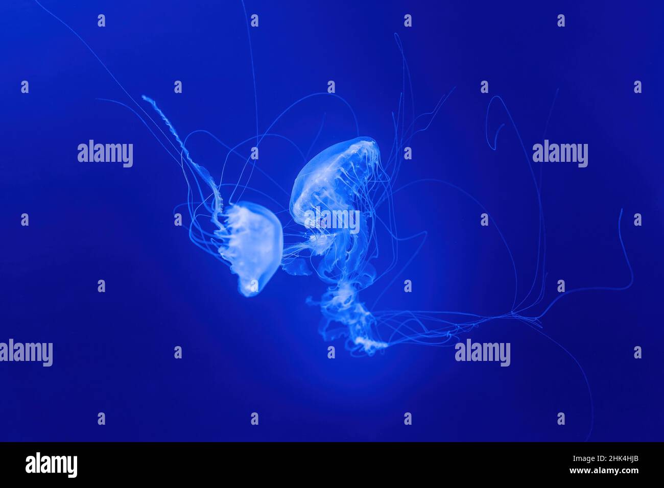 Closeup of beautiful jellyfish in aquarium Stock Photo