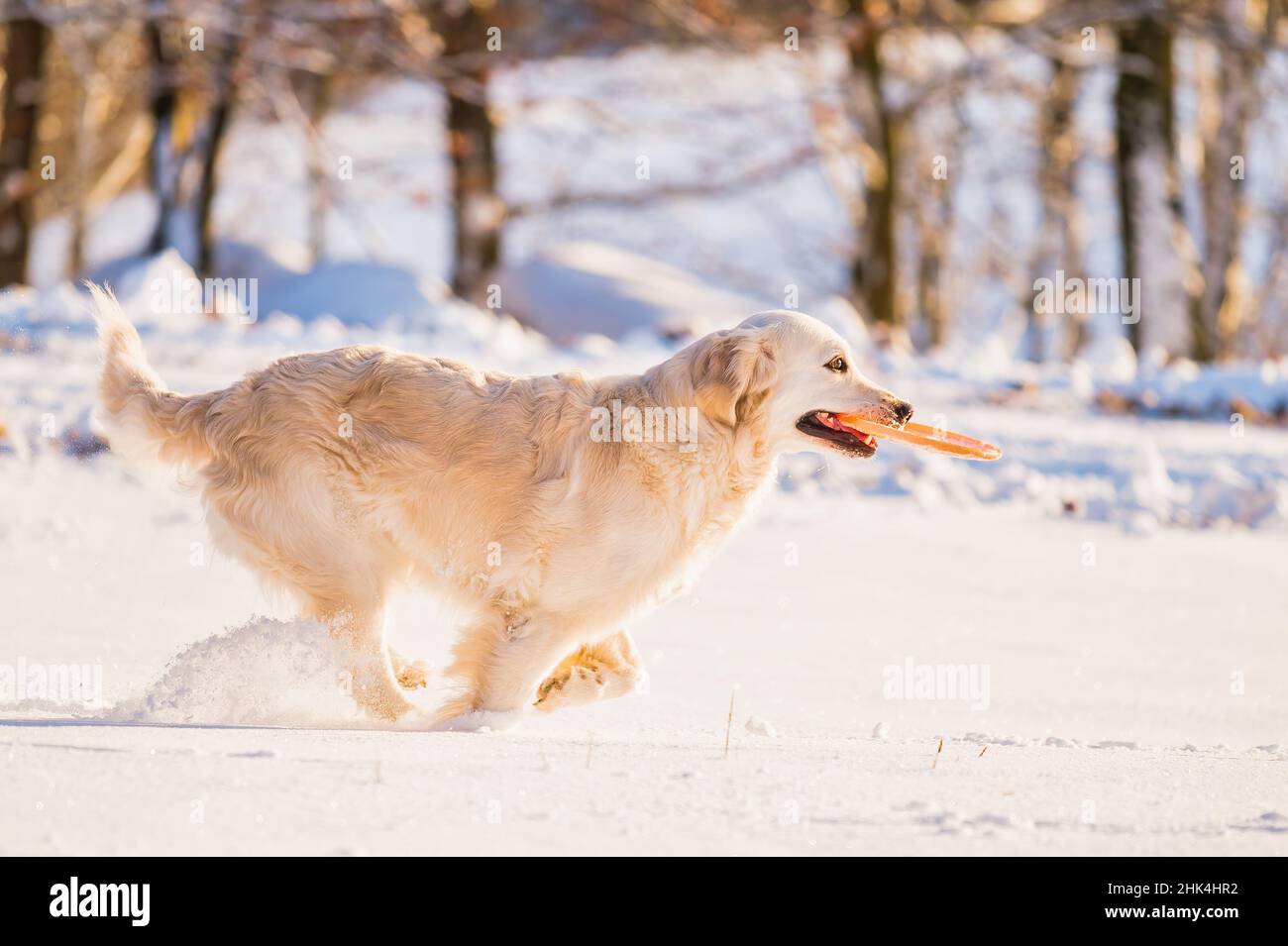 A beautiful young Golden Retriever dog playing with a frisbee Stock Photo