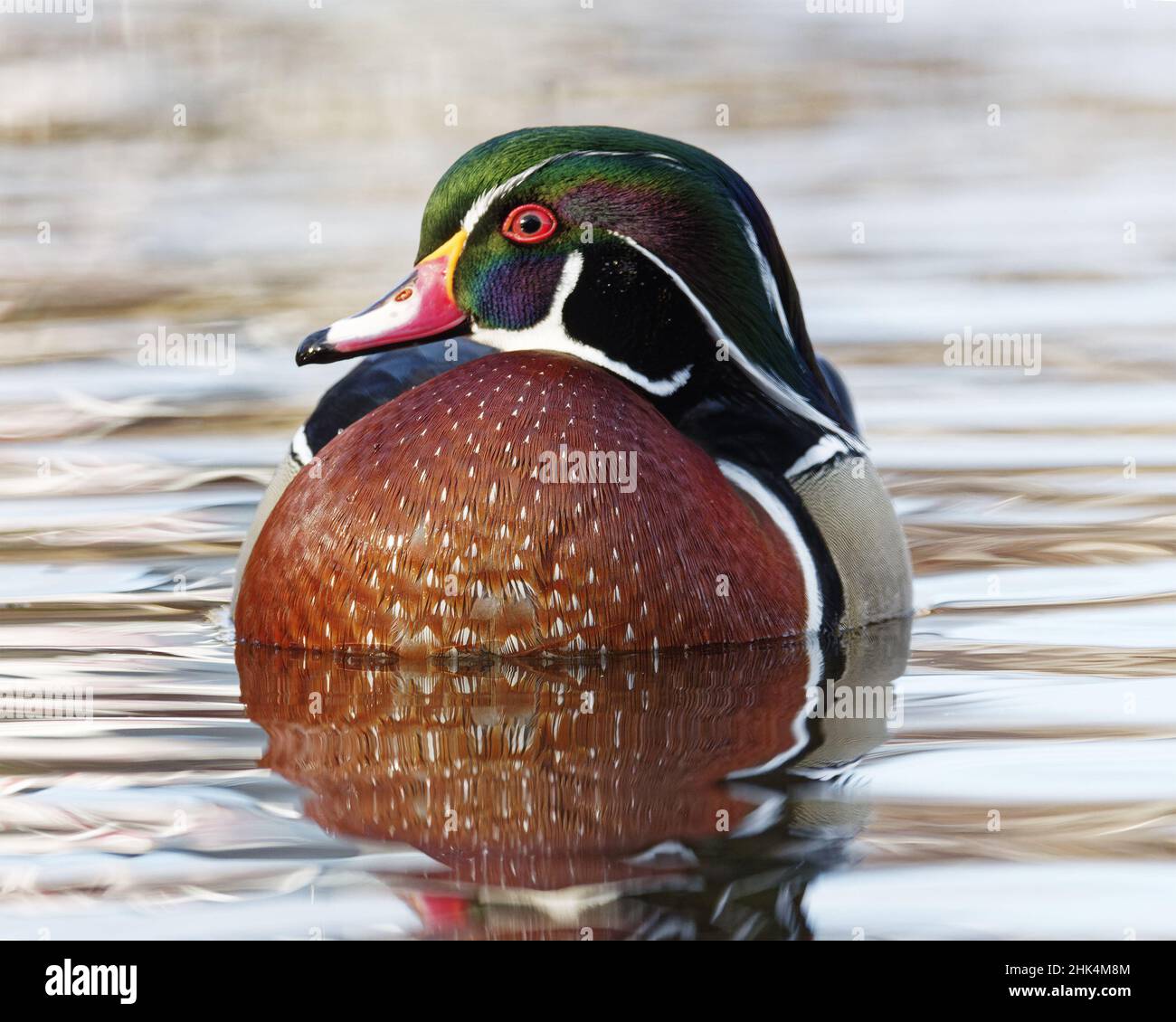 Wood Duck (Aix sponsa) swimming Stock Photo Alamy