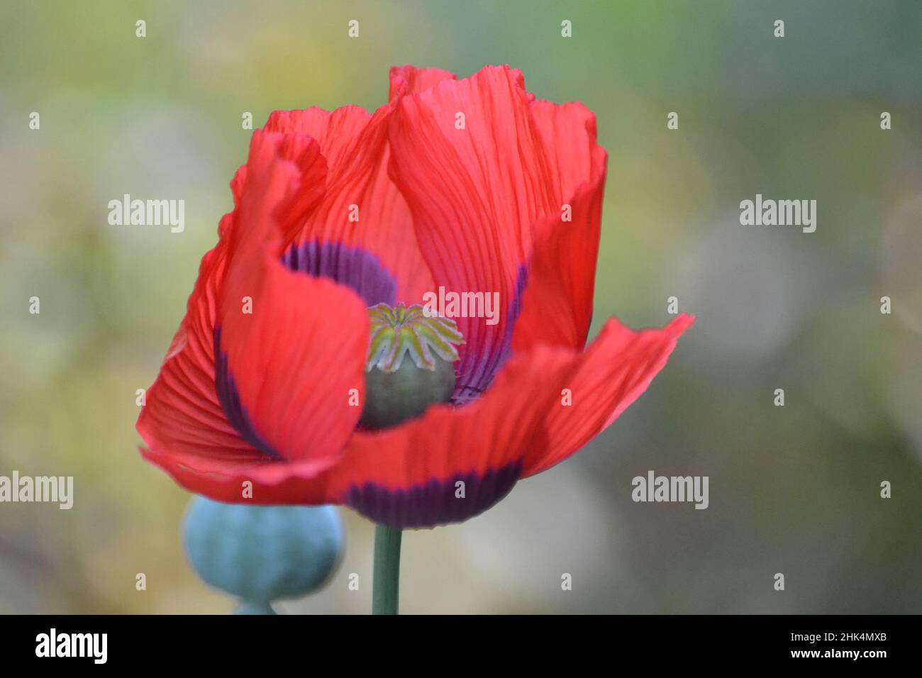 Red Poppy In The Sunshine - Papaver Rhoeas - Papaveraceae - Close Up - Flower In Bloom - Yorkshire Garden - UK Stock Photo