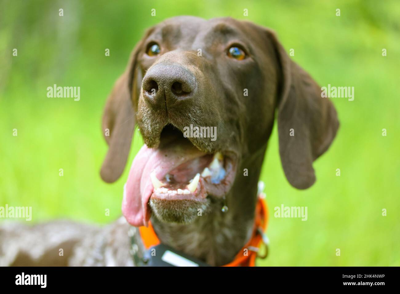 Deutsch kurzhaar dog with tongue out in green meadow at summer. Gun dogs muzzle. Stock Photo