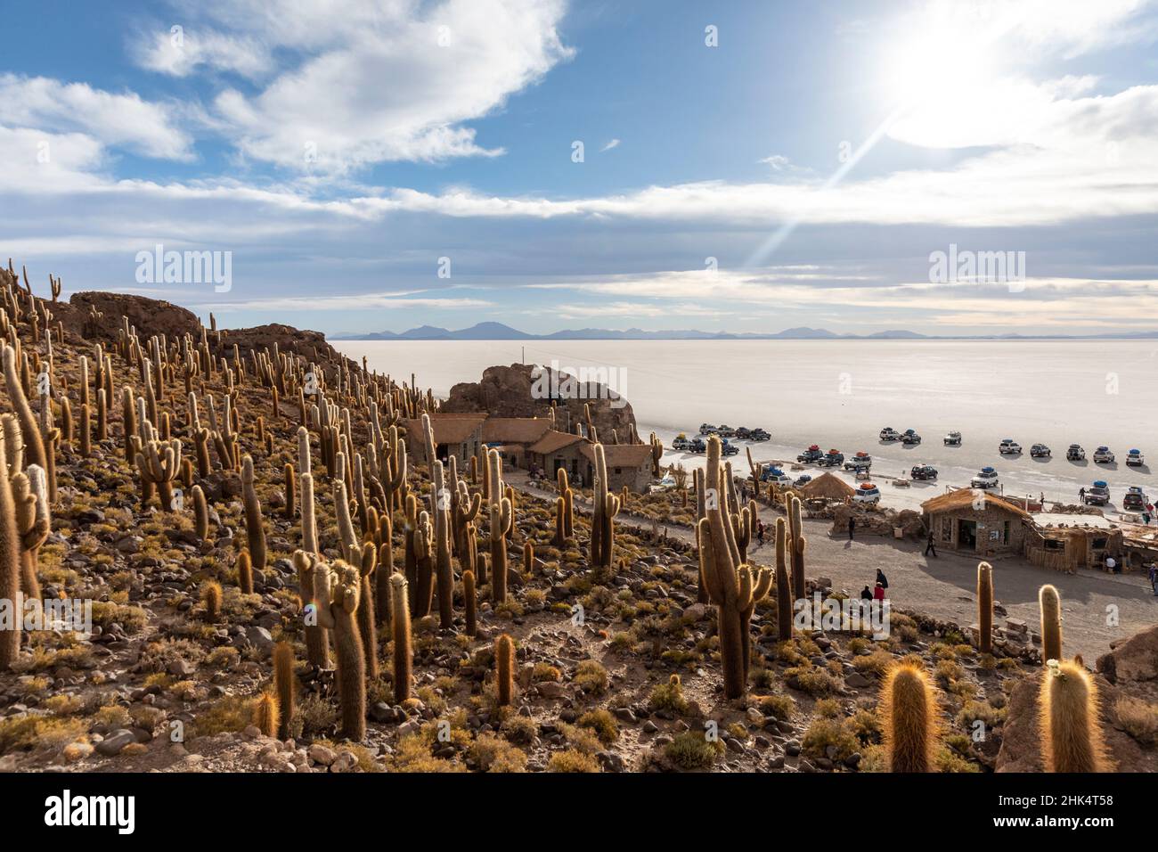 Cardon cactus (Echinopsis atacamensis), growing near the entrance to Isla Incahuasi, on the Salar de Uyuni, Bolivia, South America Stock Photo
