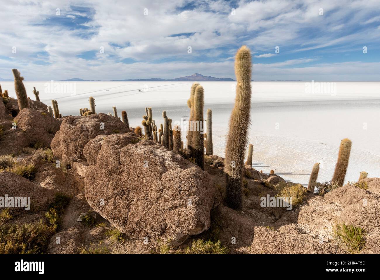 A forest of giant cardon cactus (Echinopsis atacamensis) growing on Isla Incahuasi, on the Salar de Uyuni, Bolivia, South America Stock Photo