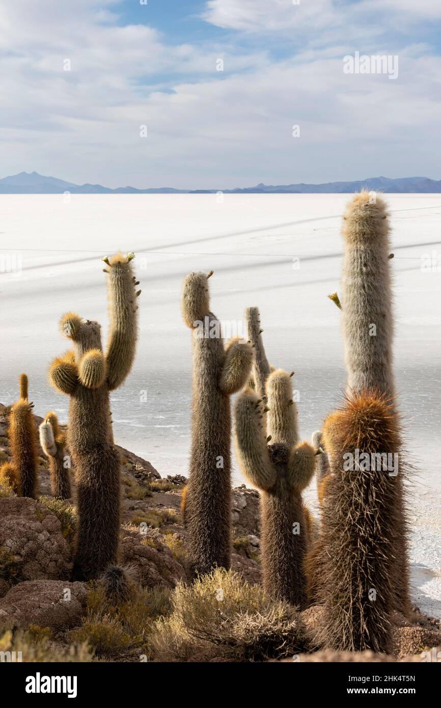 A forest of giant cardon cactus (Echinopsis atacamensis) growing on Isla Incahuasi, on the Salar de Uyuni, Bolivia, South America Stock Photo