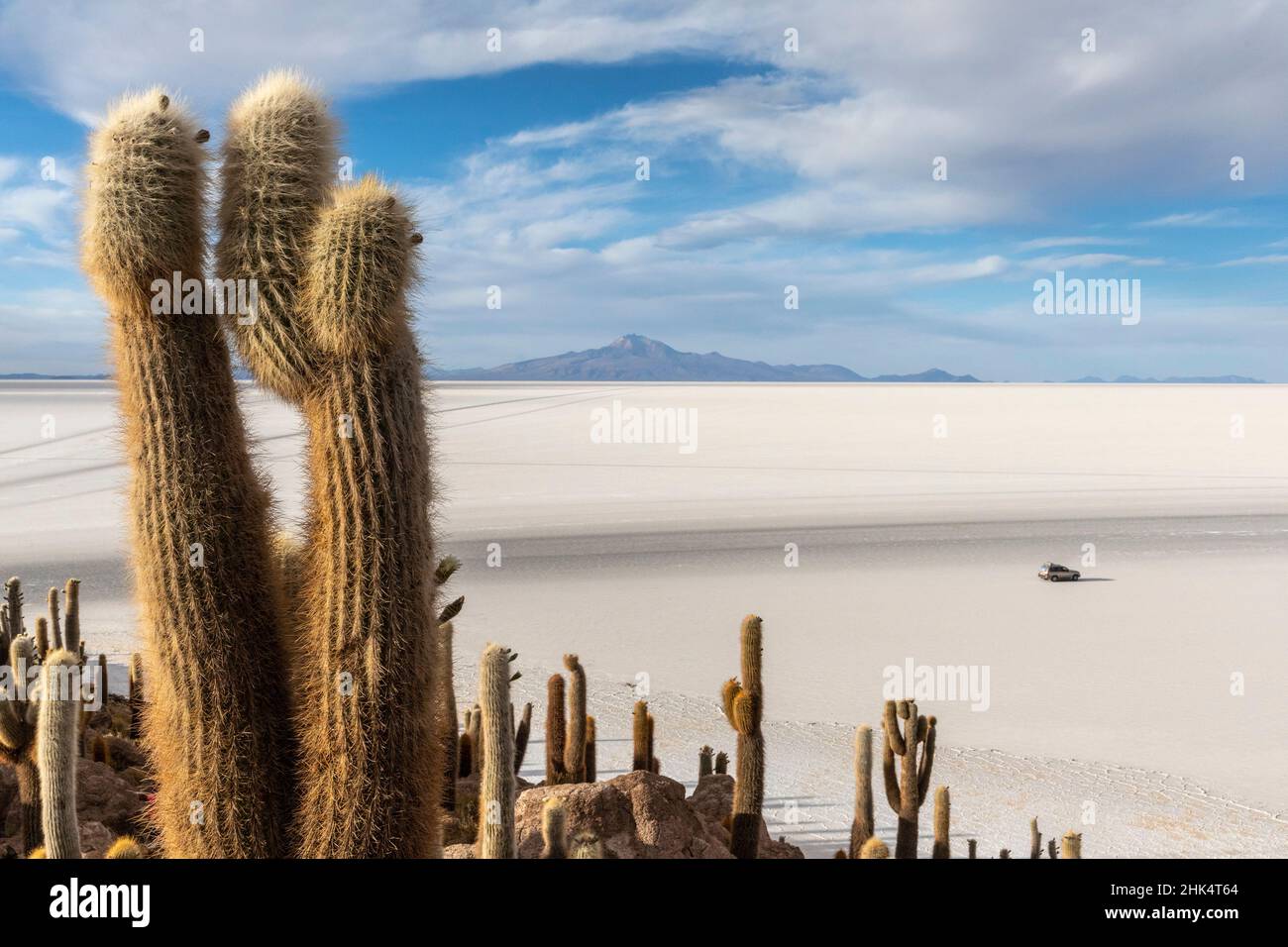 A forest of giant cardon cactus (Echinopsis atacamensis) growing on Isla Incahuasi, on the Salar de Uyuni, Bolivia, South America Stock Photo