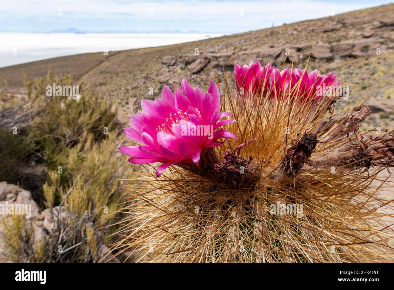 Silver torch (Cleistocactus strausii), flowering near the salt flats in Salar de Uyuni, Bolivia, South America Stock Photo