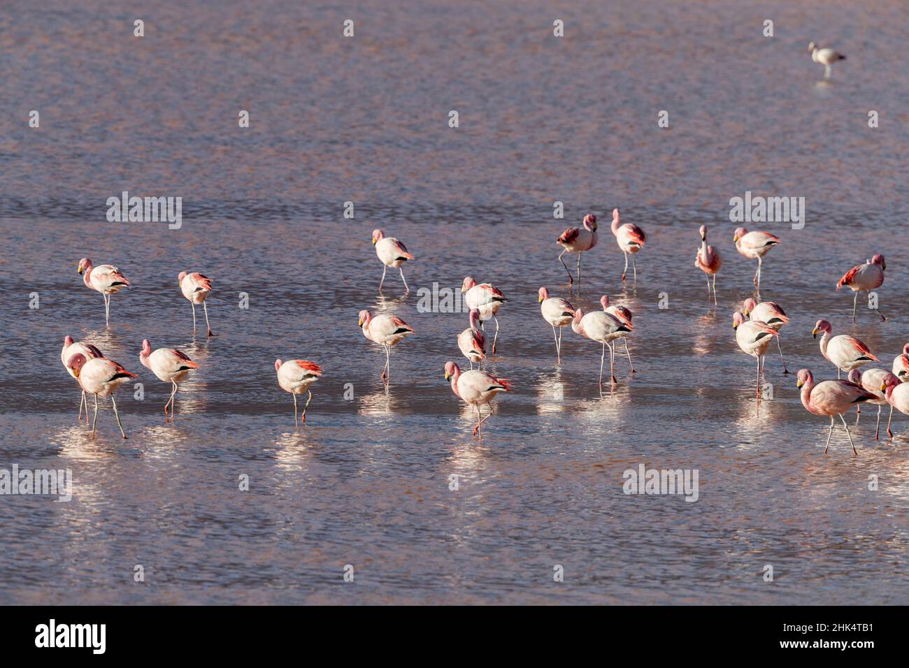 Flamingos gathered in the hundreds to feed, Eduardo Avaroa Andean Fauna National Reserve, Bolivia, South America Stock Photo