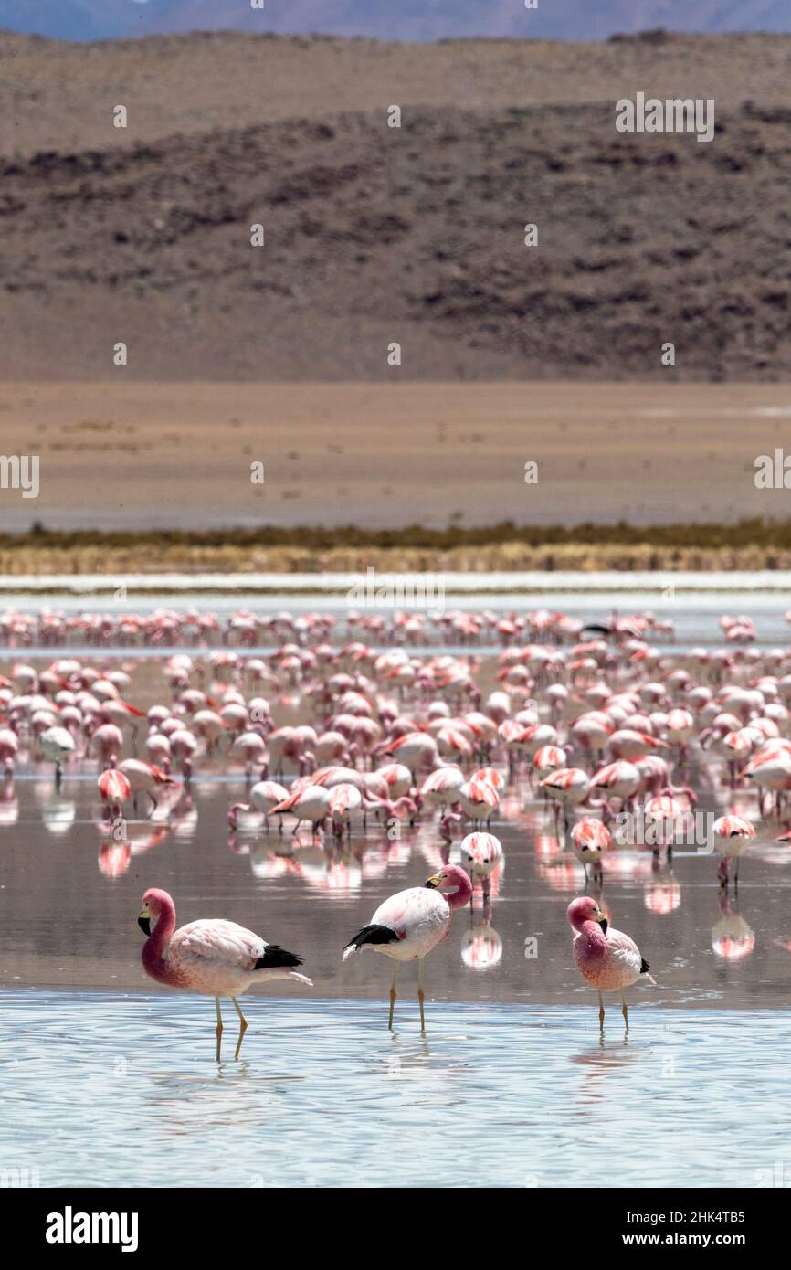 Flamingos gathered in the hundreds to feed, Eduardo Avaroa Andean Fauna National Reserve, Bolivia, South America Stock Photo