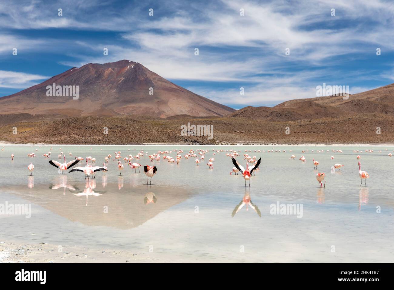 Flamingos feeding in Laguna Canapa, an endorheic salt lake in the altiplano, Potosi Department, Bolivia, South America Stock Photo