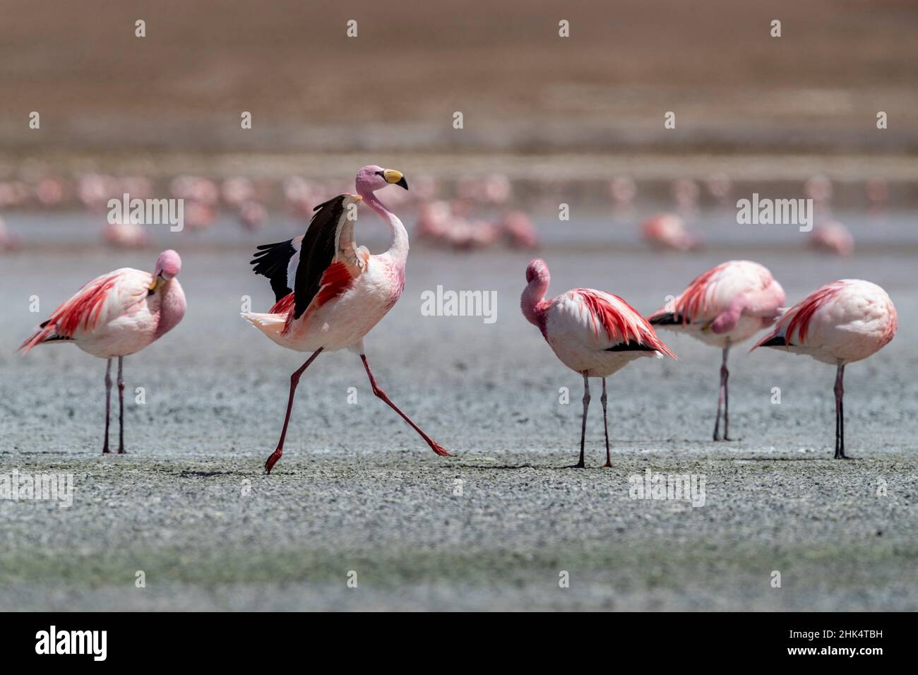 Rare James's flamingos (Phoenicoparrus jamesi), Eduardo Avaroa Andean Fauna National Reserve, Bolivia, South America Stock Photo