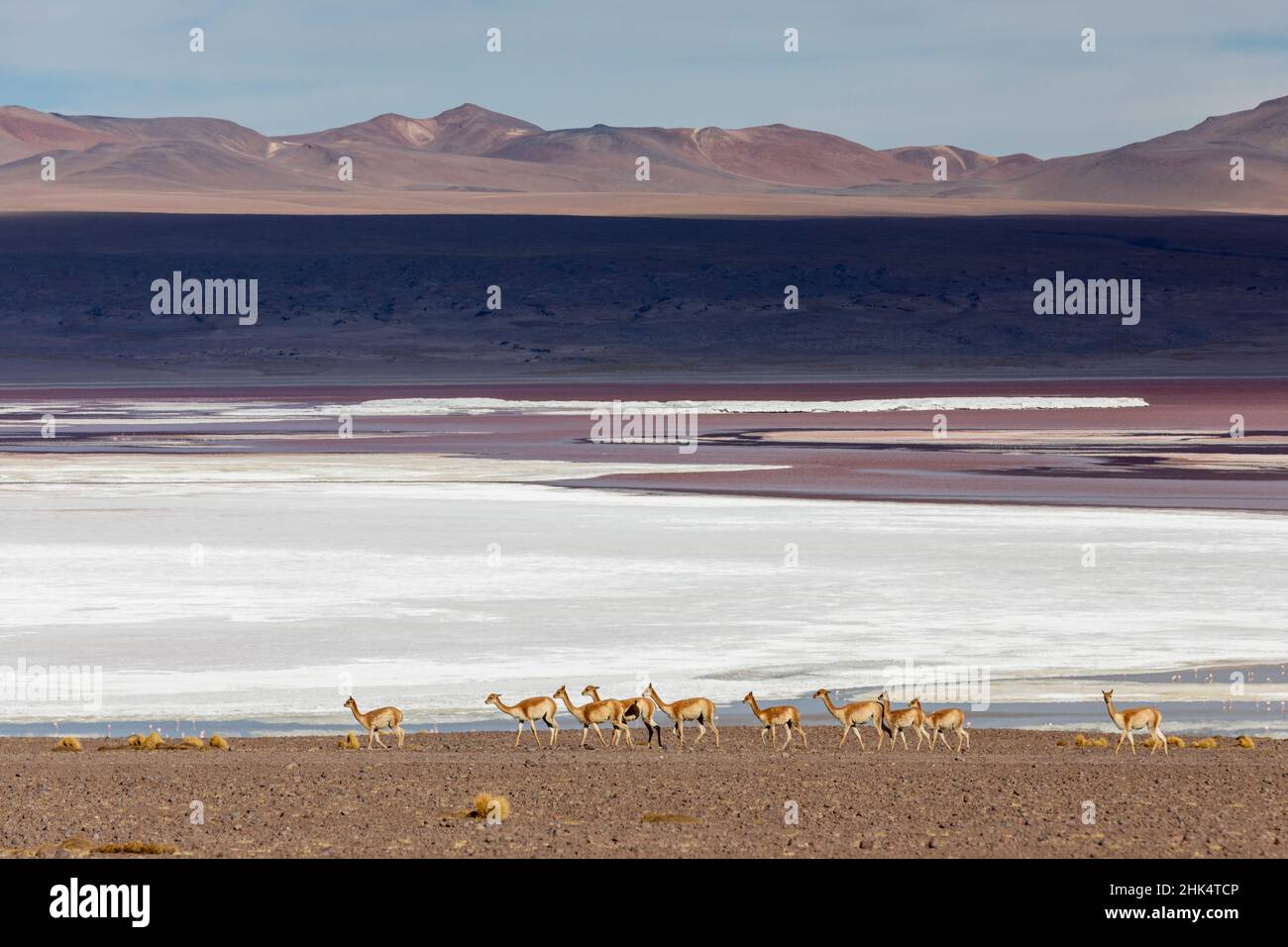 A herd of vicunas (Lama vicugna) in the altiplano of the high Andes Mountains, Bolivia, South America Stock Photo