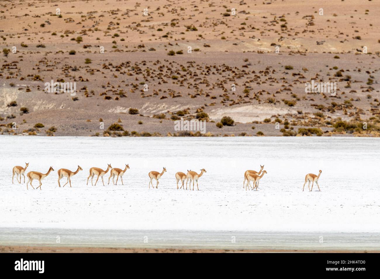 A herd of vicunas (Lama vicugna) in the altiplano of the high Andes Mountains, Bolivia, South America Stock Photo
