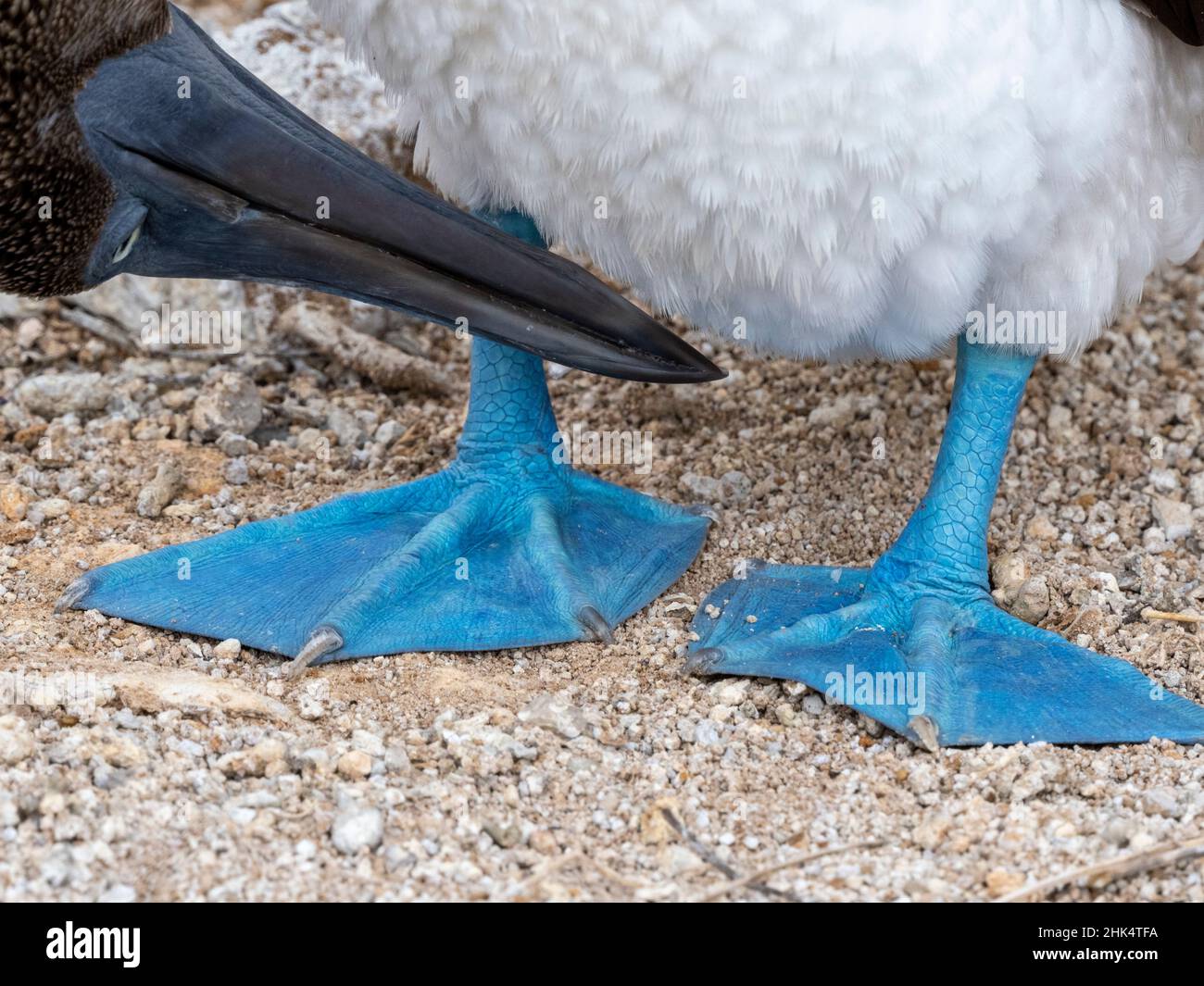 An adult blue-footed booby (Sula nebouxii), feet detail at Punta Pitt, San Cristobal Island, Galapagos, Ecuador, South America Stock Photo