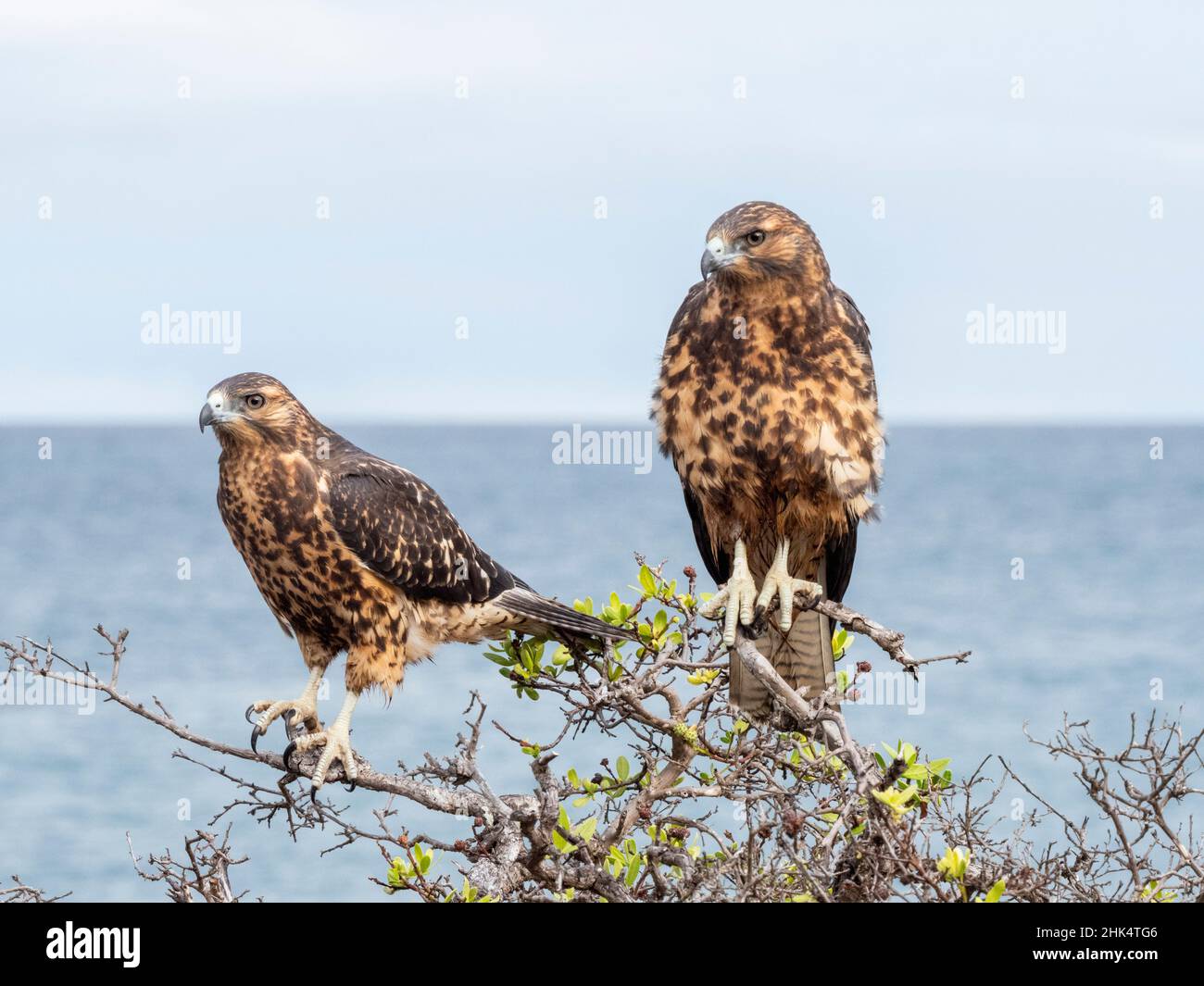 A pair of juvenile Galapagos hawks (Buteo galapagoensis), Rabida Island, Galapagos, Ecuador, South America Stock Photo