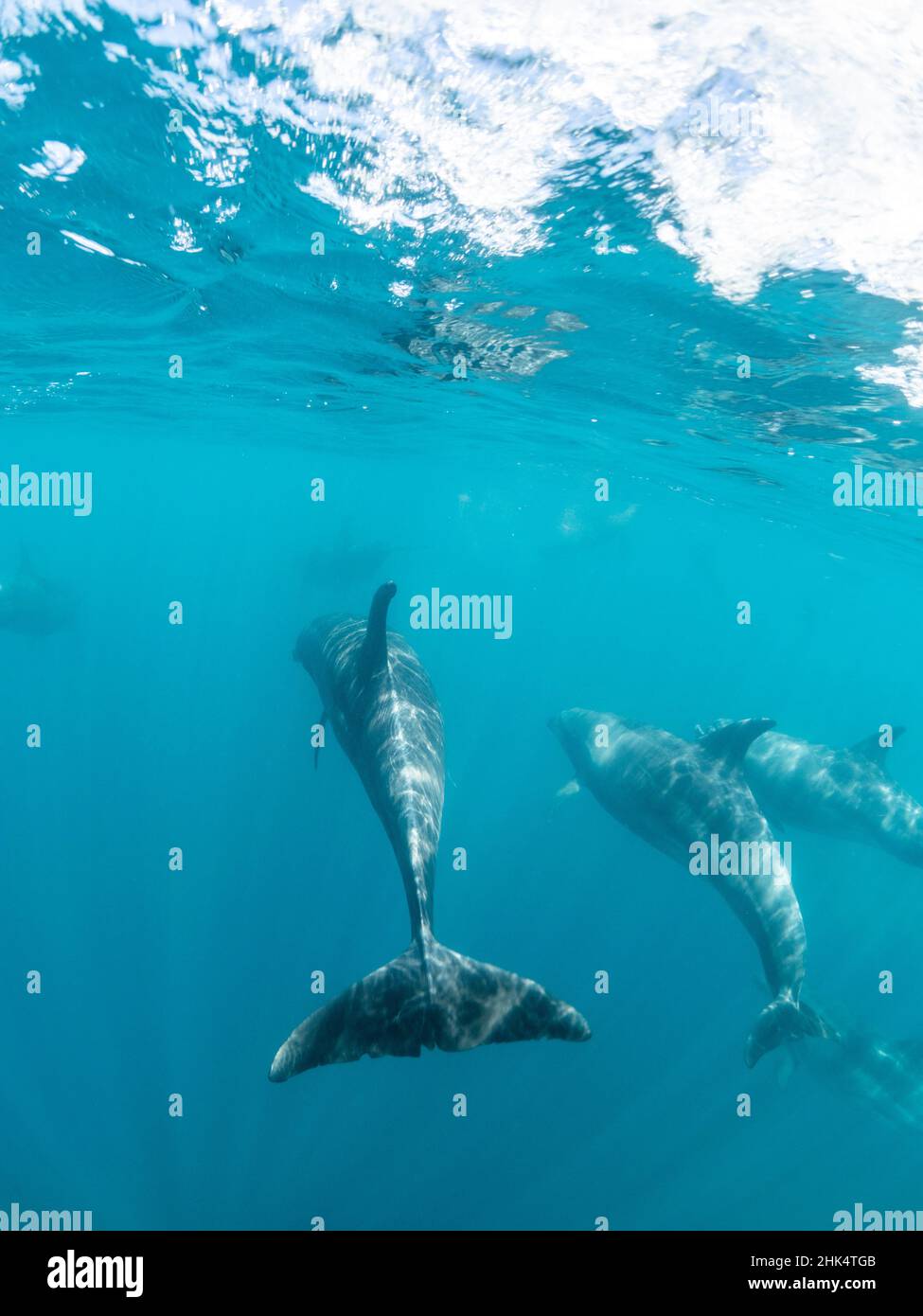 Adult bottlenose dolphins (Tursiops truncatus), underwater near Fernandina Island, Galapagos, Ecuador, South America Stock Photo
