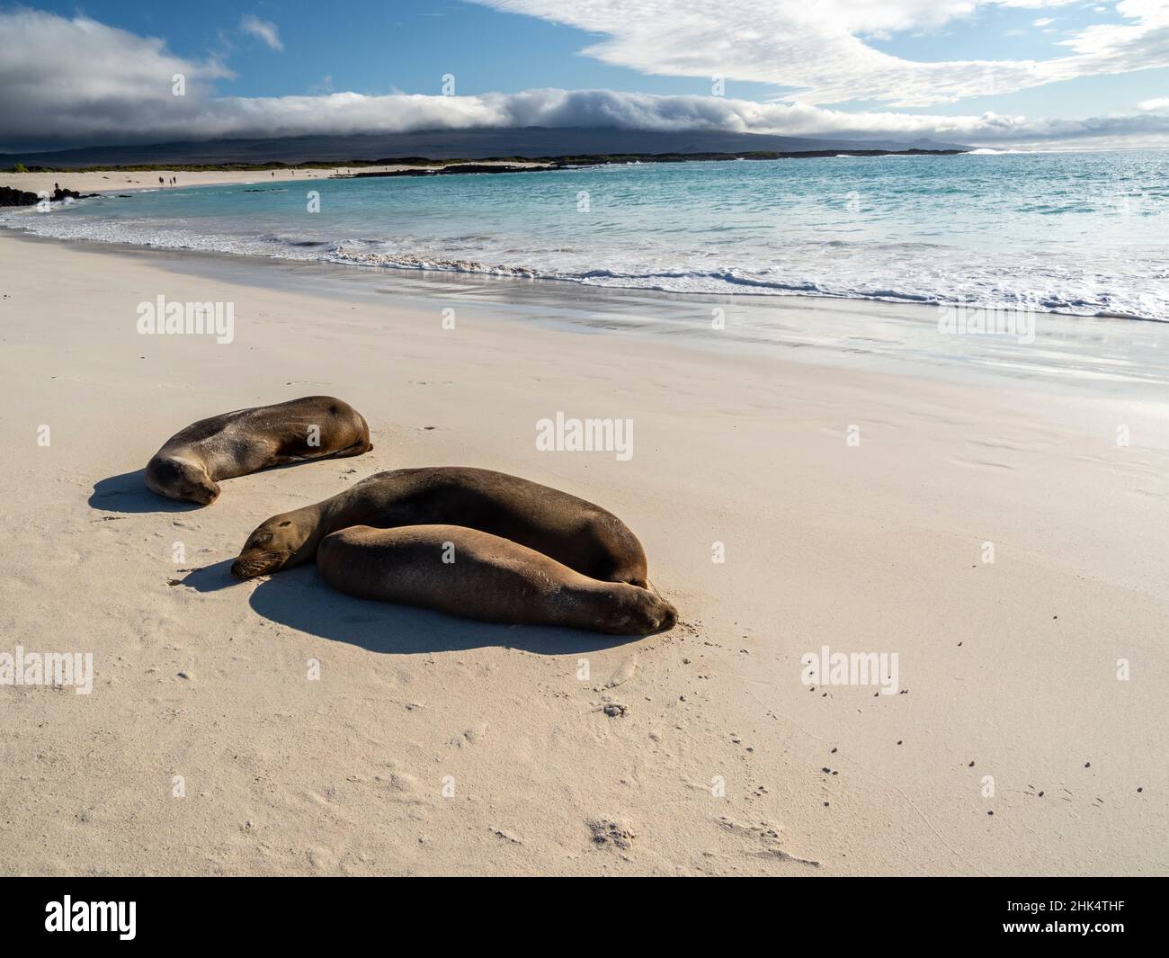 Galapagos sea lions (Zalophus wollebaeki) on the beach in Cerro Brujo, San Cristobal Island, Galapagos, Ecuador, South America Stock Photo