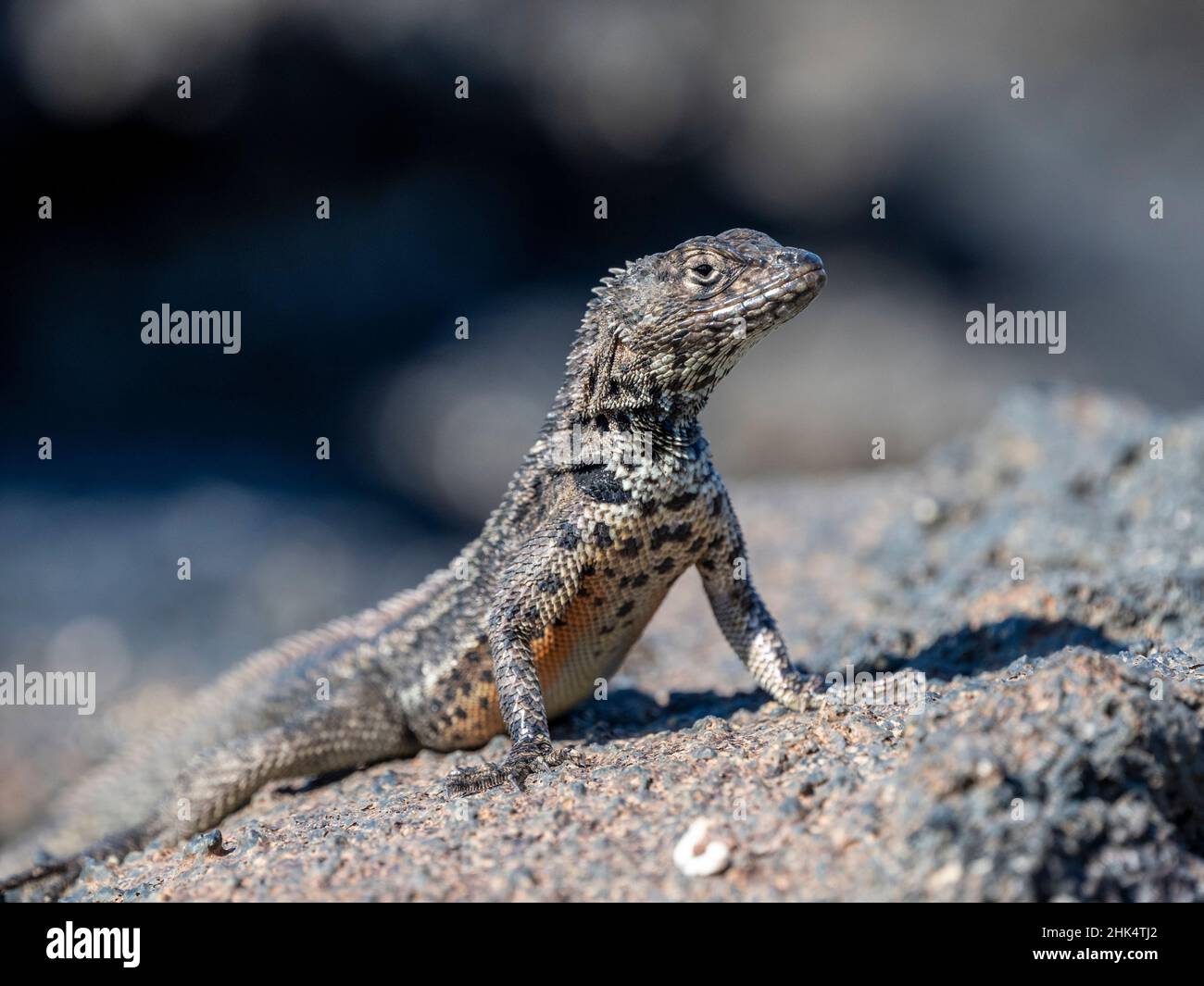 An adult Galapagos lava lizard (Microlophus albemarlensis), North Seymour Island, Galapagos, Ecuador, South America Stock Photo