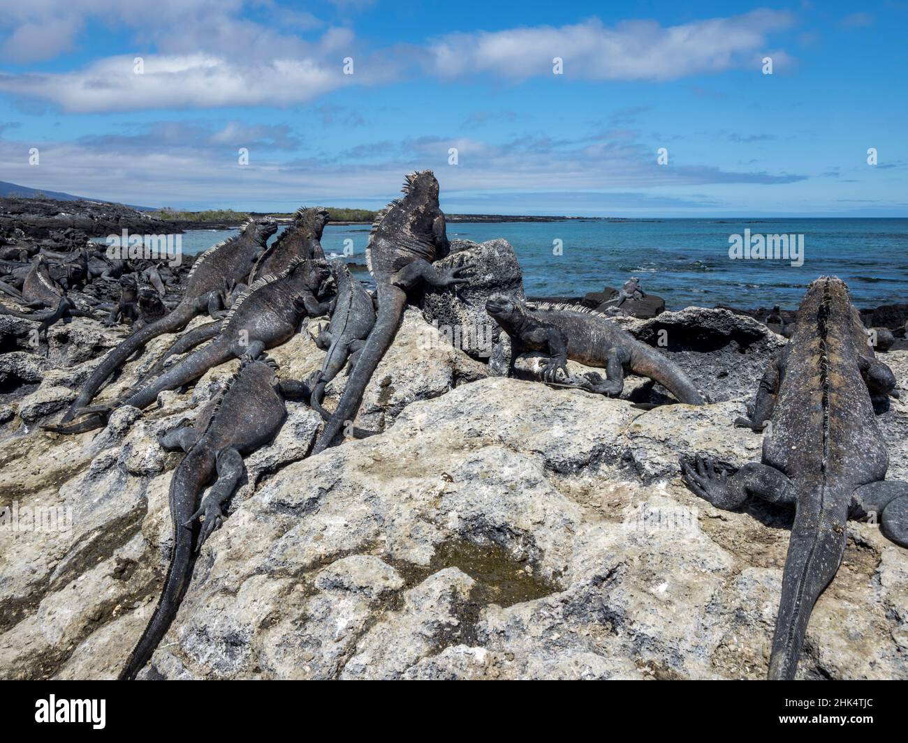 Adult Galapagos marine iguanas (Amblyrhynchus cristatus), on Fernandina Island, Galapagos, Ecuador, South America Stock Photo
