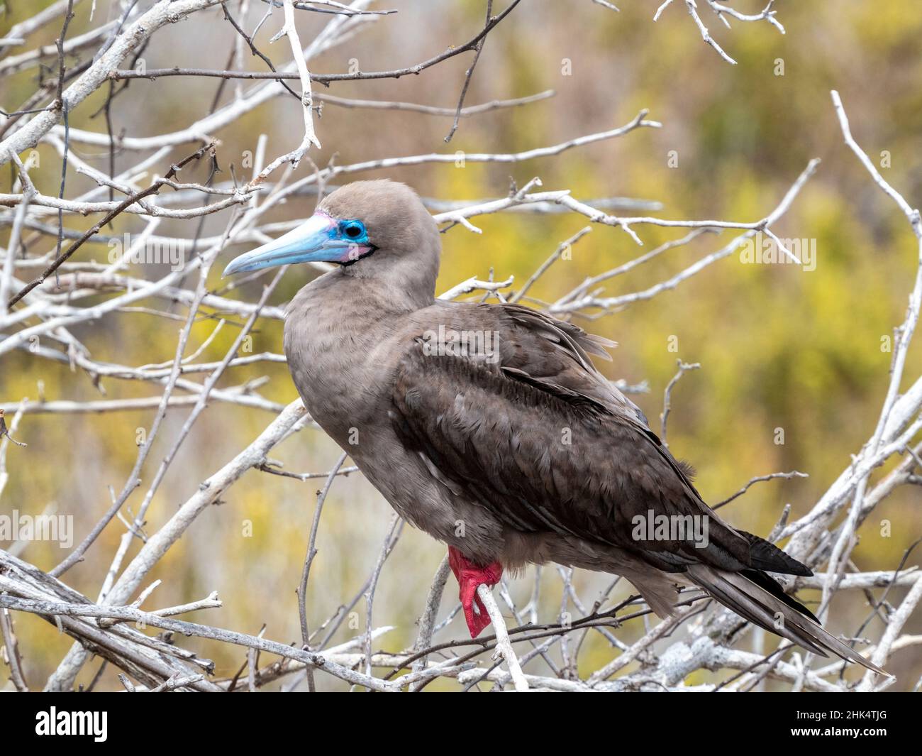 An adult red-footed booby (Sula sula), on the nest at Punta Pitt, San Cristobal Island, Galapagos, Ecuador, South America Stock Photo