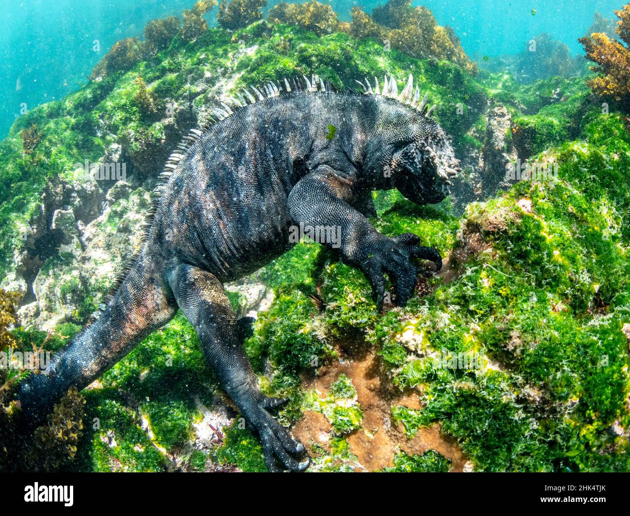 Adult male Galapagos marine iguana (Amblyrhynchus cristatus), underwater, Fernandina Island, Galapagos, Ecuador, South America Stock Photo