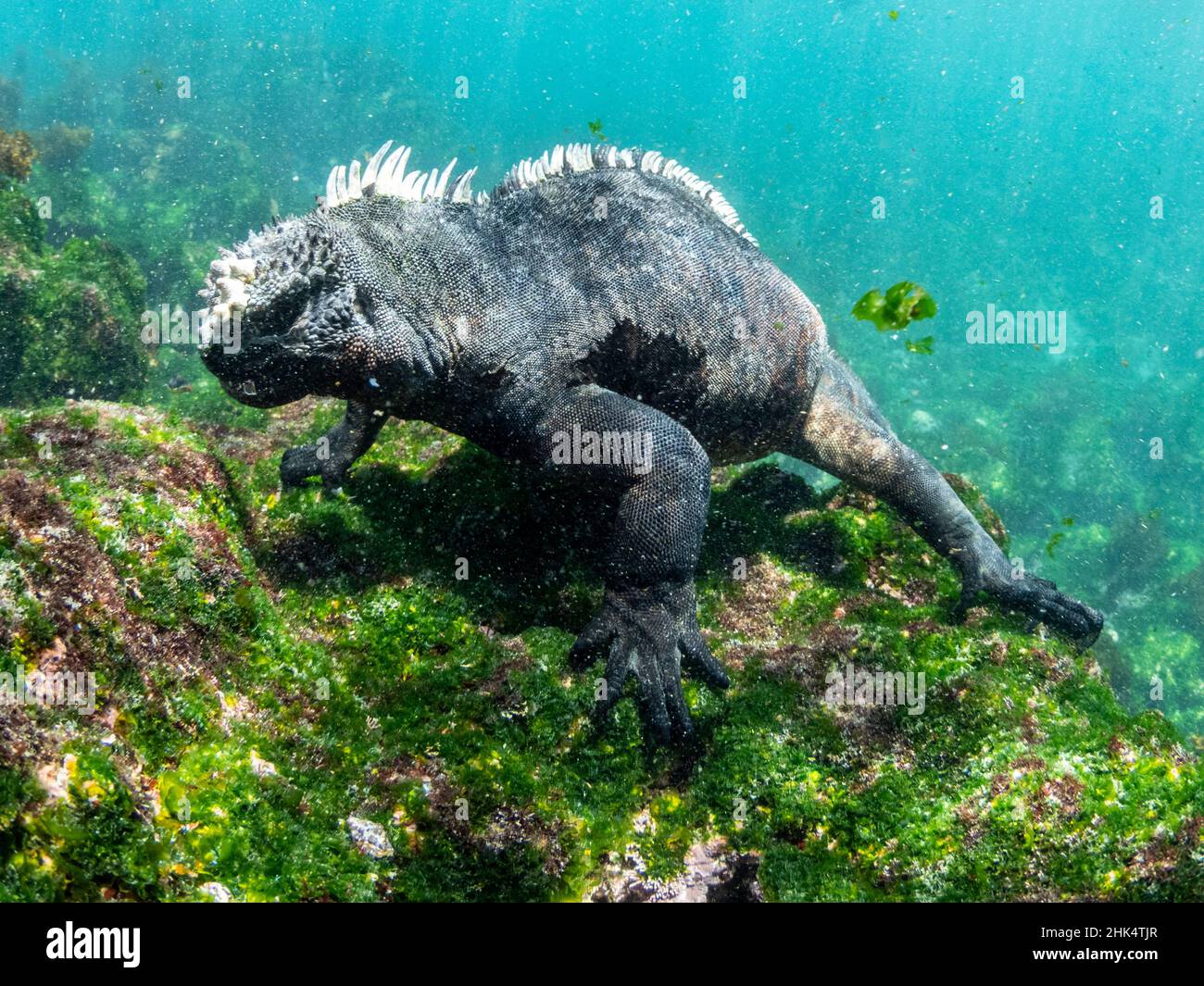 Adult male Galapagos marine iguana (Amblyrhynchus cristatus), underwater, Fernandina Island, Galapagos, Ecuador, South America Stock Photo