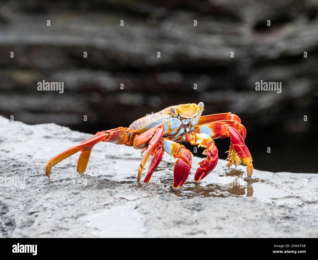 An adult Sally lightfoot crab (Grapsus grapsus), at Puerto Egas, Santiago Island, Galapagos, Ecuador, South America Stock Photo
