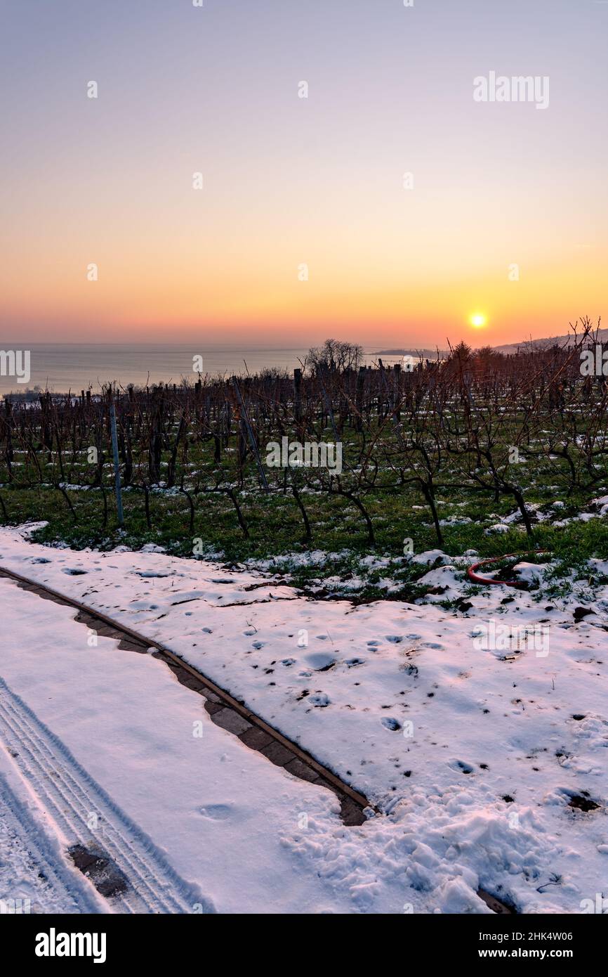 Beautiful winter landscape of the Badacsony hill next to the Lake Balaton from above with an vineyard folly arboretum Stock Photo