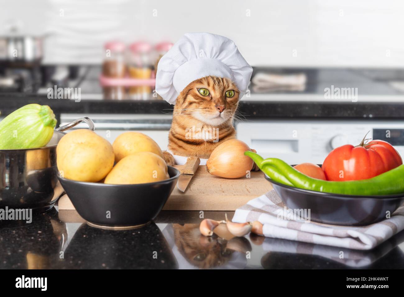 A domestic cat dressed as a chief with a white cap is about to cook a vegetarian dish with vegetables. Stock Photo