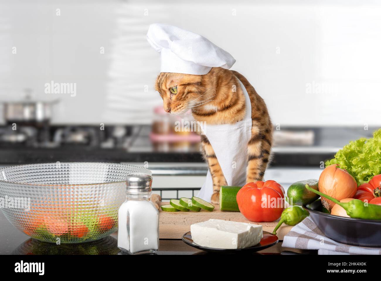 Bengal cat in a cap and apron cuts vegetables for a Greek salad. Stock Photo