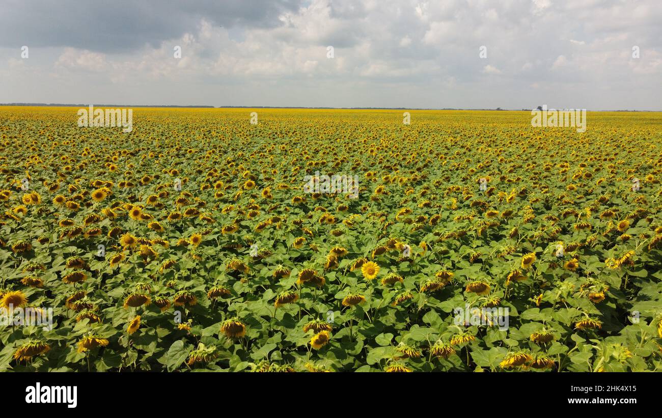 A field of sunflowers under a cloudy sky Stock Photo - Alamy