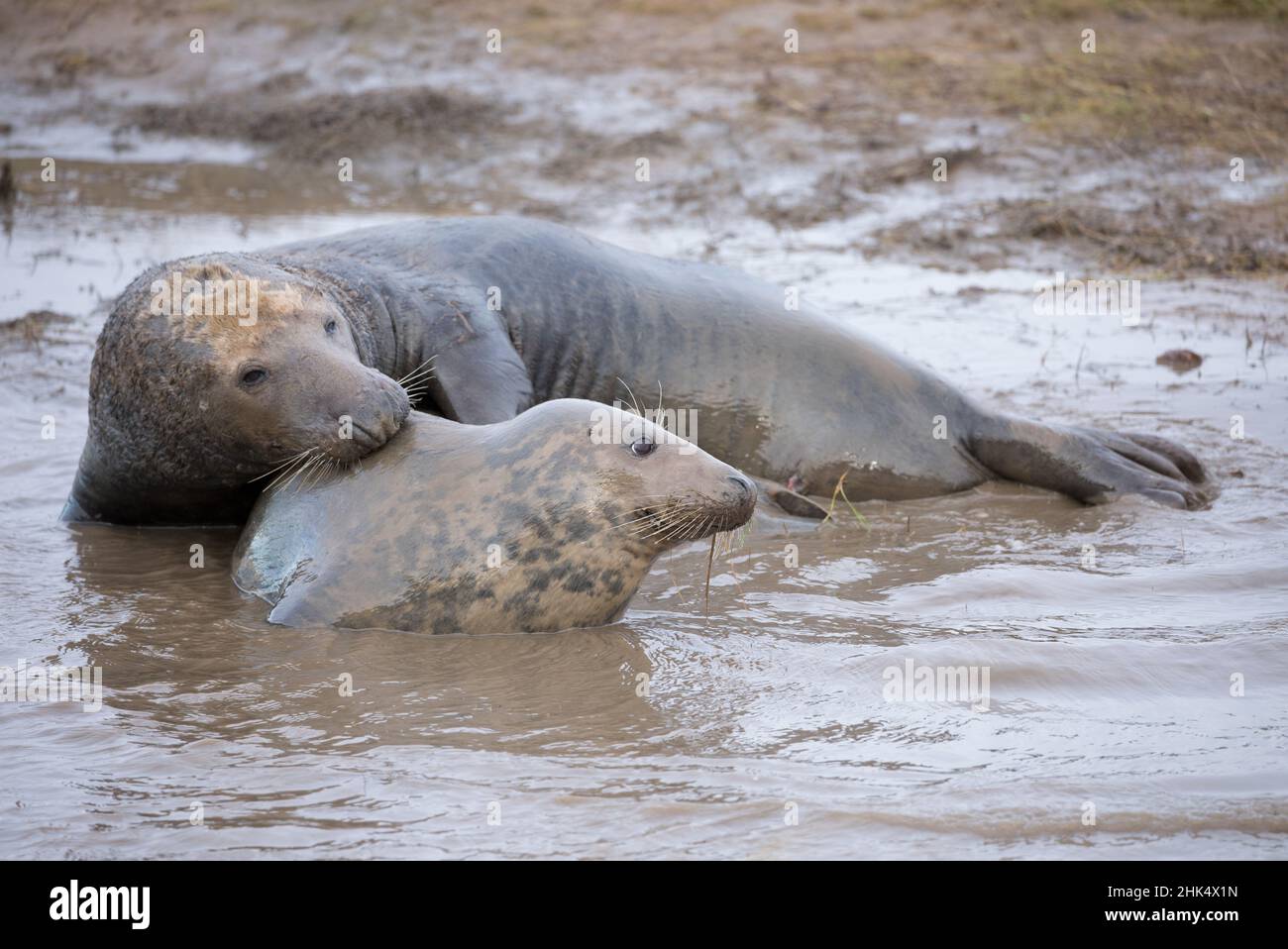 Mating grey seals, Donna Nook, Lincolnshire Stock Photo