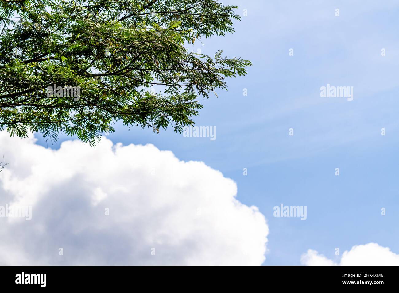 Albisia tree branch with small green leaves, clear sky background Stock Photo