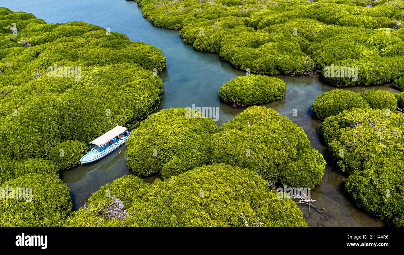 Aerial of the Mangrove forest, Farasan islands, Kingdom of Saudi Arabia, Middle East Stock Photo